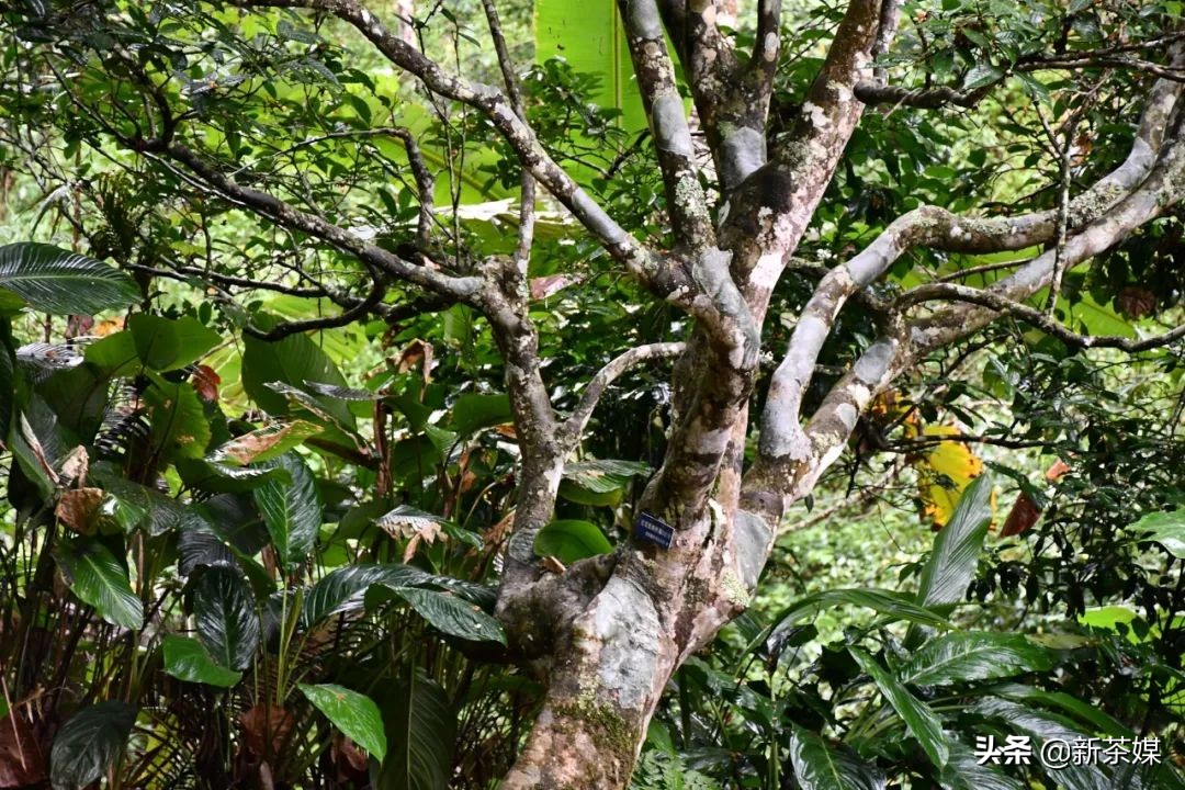 南糯山茶树王咋走,南糯山普洱茶茶树王