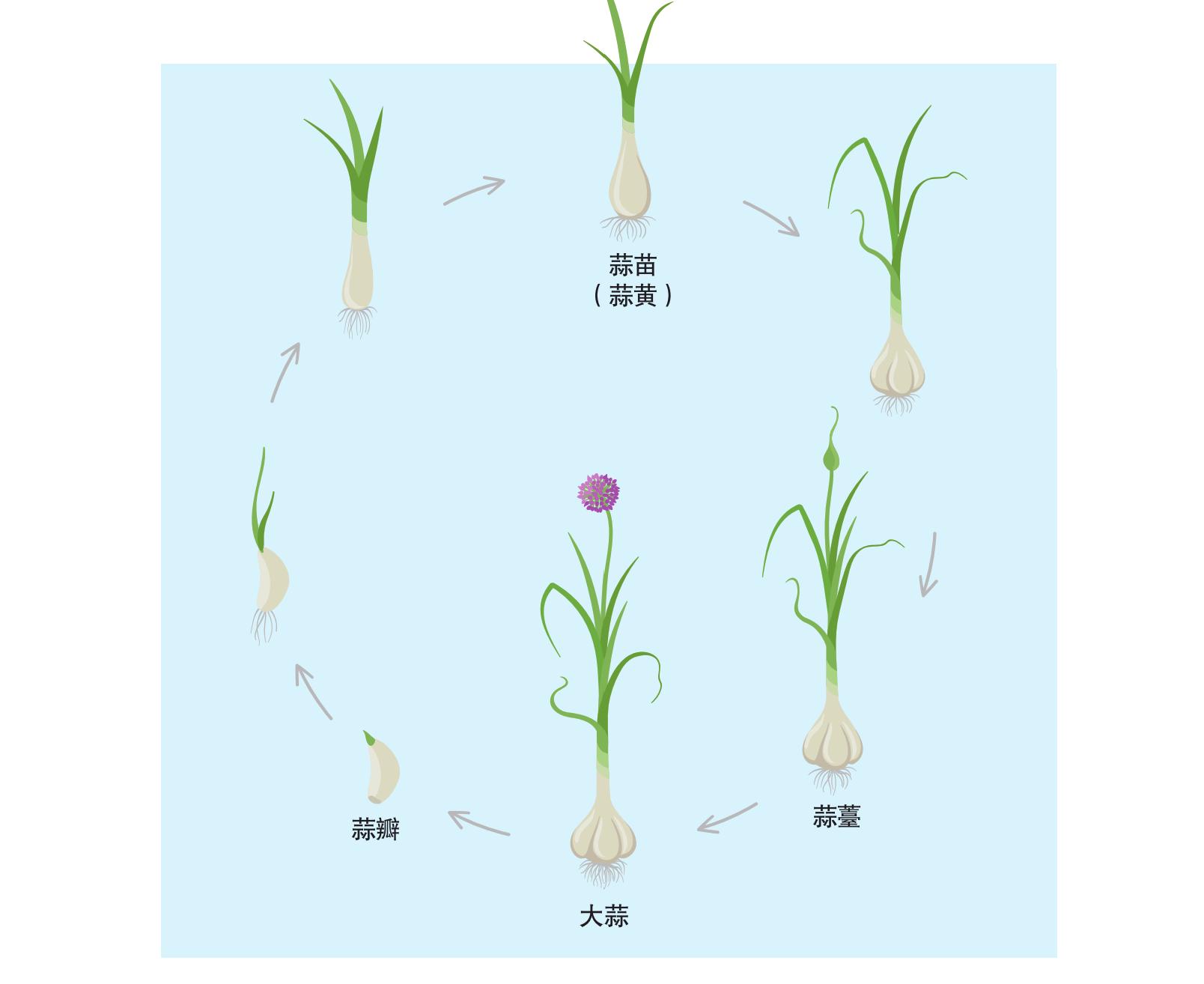 一幼儿园被曝果蔬变质,幼儿园食堂禁止食用的蔬菜