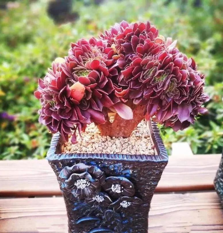 多肉法师韶羞现在能摘心吗,韶羞法师和荷兰玫瑰法师的区别