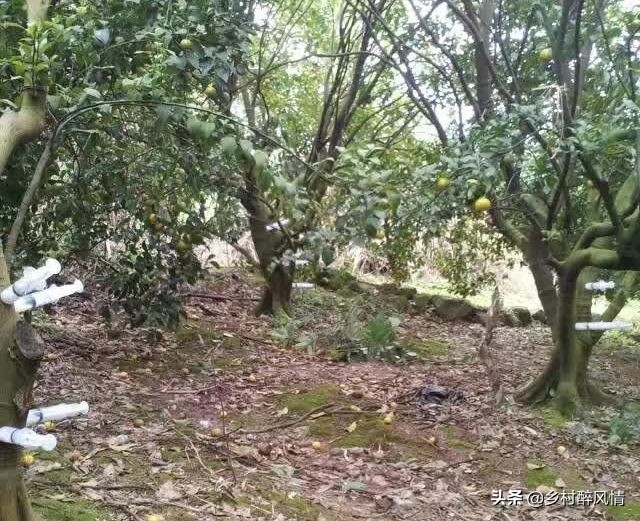 黑红胶囊可以治黄龙病吗,治黄龙病的黑白胶囊是什么