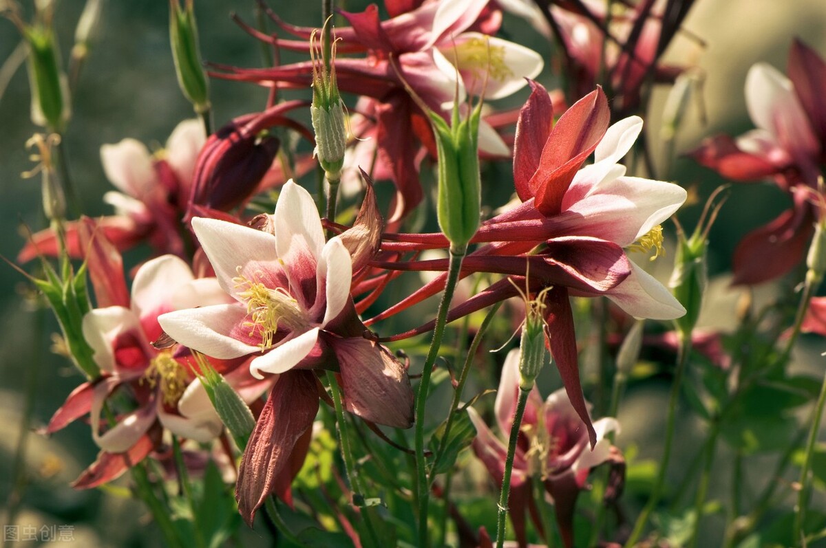 园林人需要知道的85个花卉知识,园林花卉的种类及图片