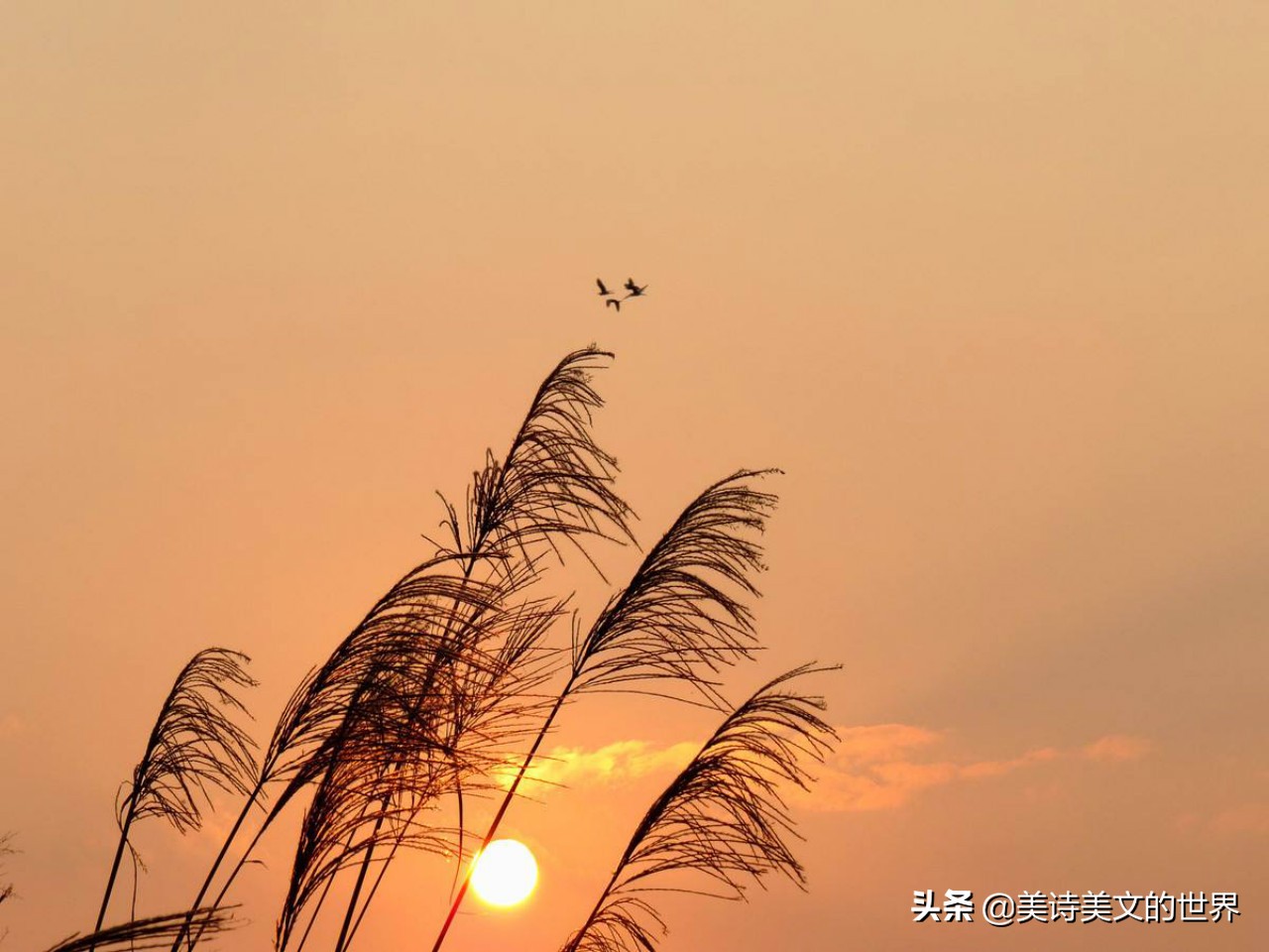 描写苏轼一生落魄后重拾信心,苏轼落难高俅救他