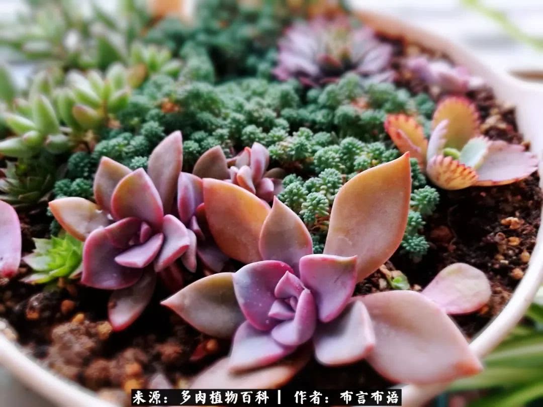 多肉的真实生活感悟,多肉的生活感悟