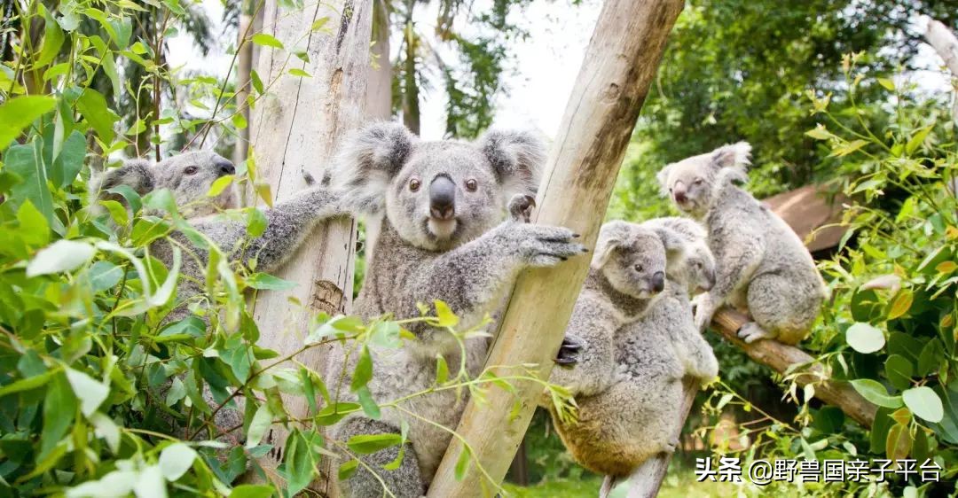 去哪里买长隆的票最划算,节假日游长隆如何少排队