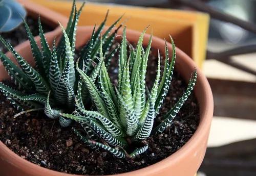 最值得买的多肉品种,包邮最漂亮多肉