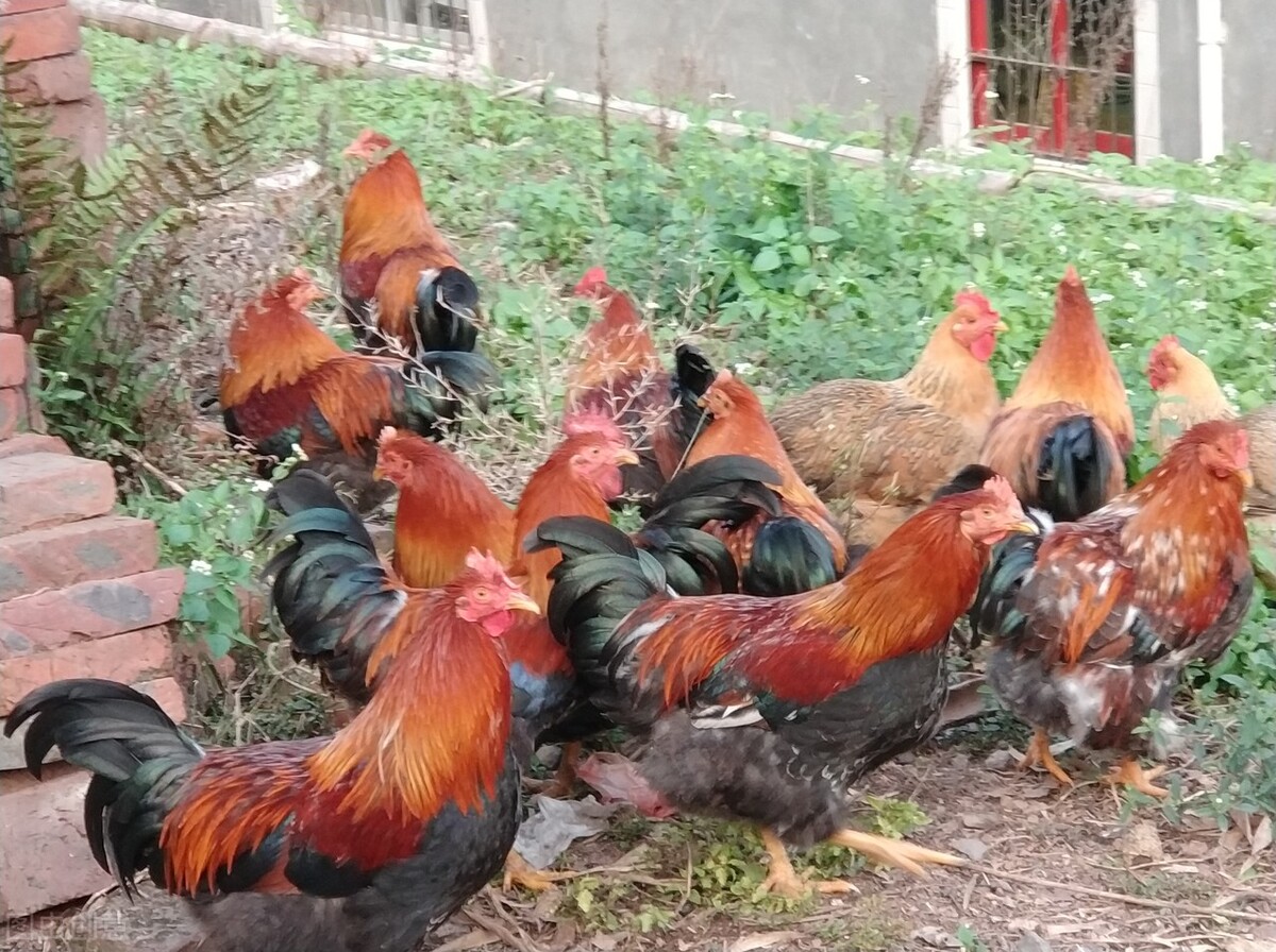 鸡瘟最佳治疗方法,鸡瘟的克星土办法