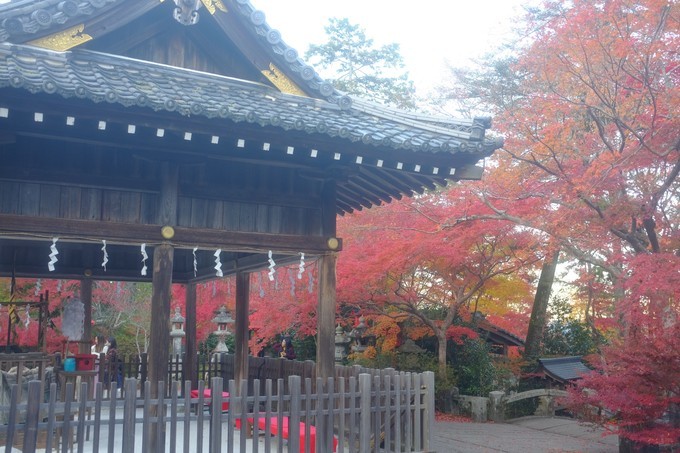 京都赏枫2022,京都赏枫必去景点有哪些好玩的