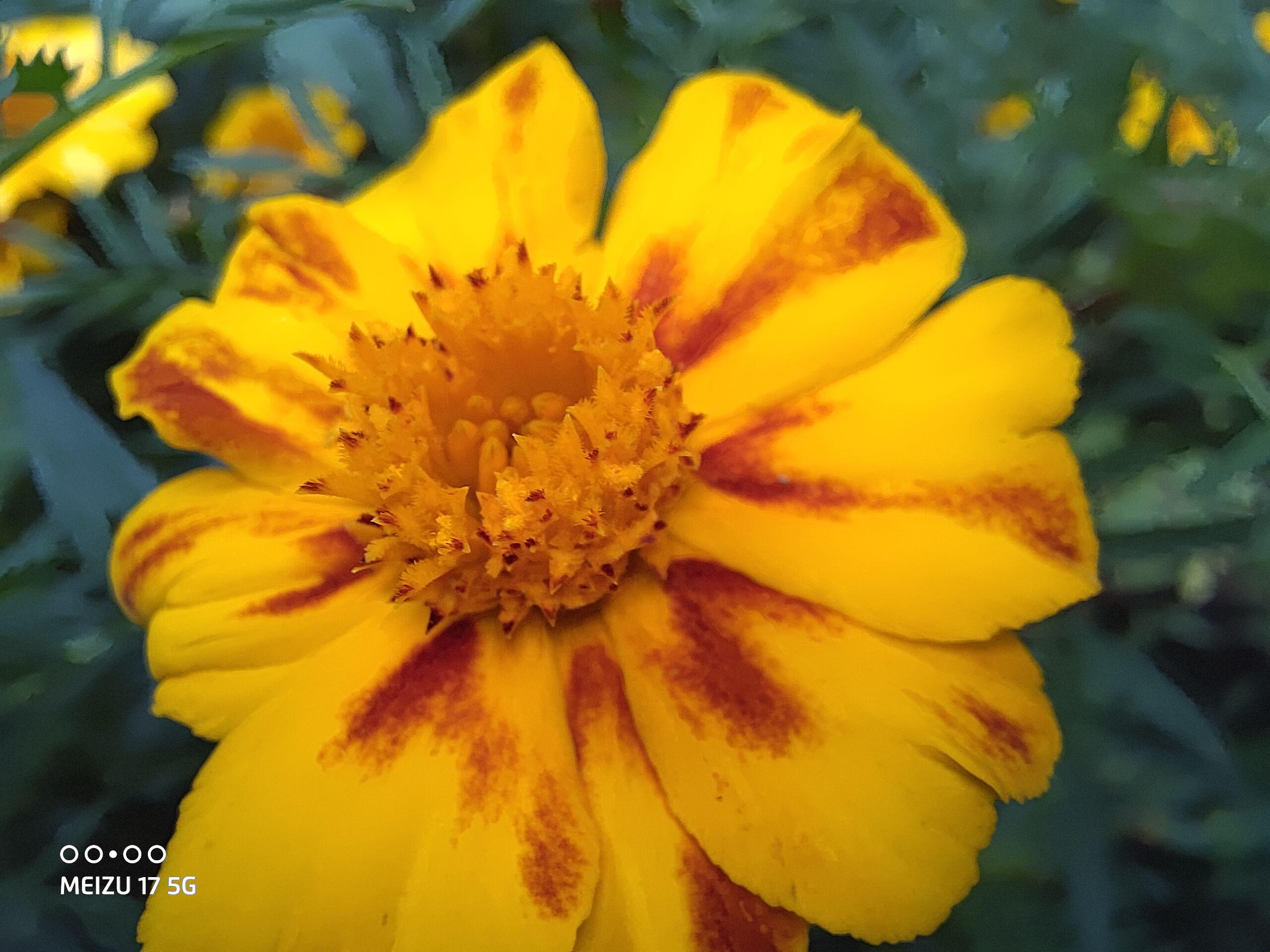 魅族17哪一款最值得入手,魅族17最值得入手的旗舰