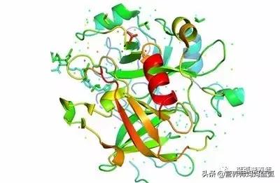 乳铁蛋白和优质蛋白的区别是什么,乳铁蛋白跟浓缩乳清蛋白的区别