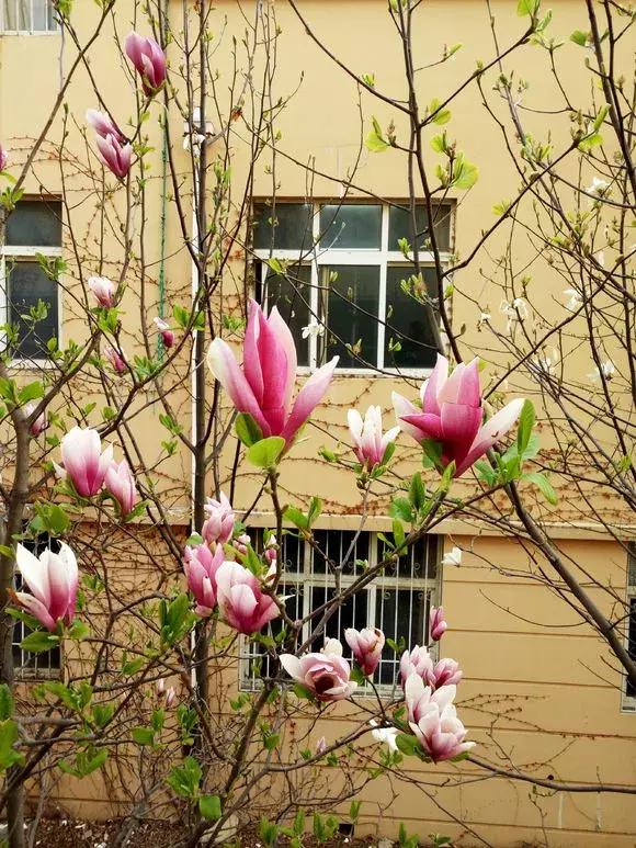 好书推荐快来领取你的宝藏书单,100种百花图谱大全