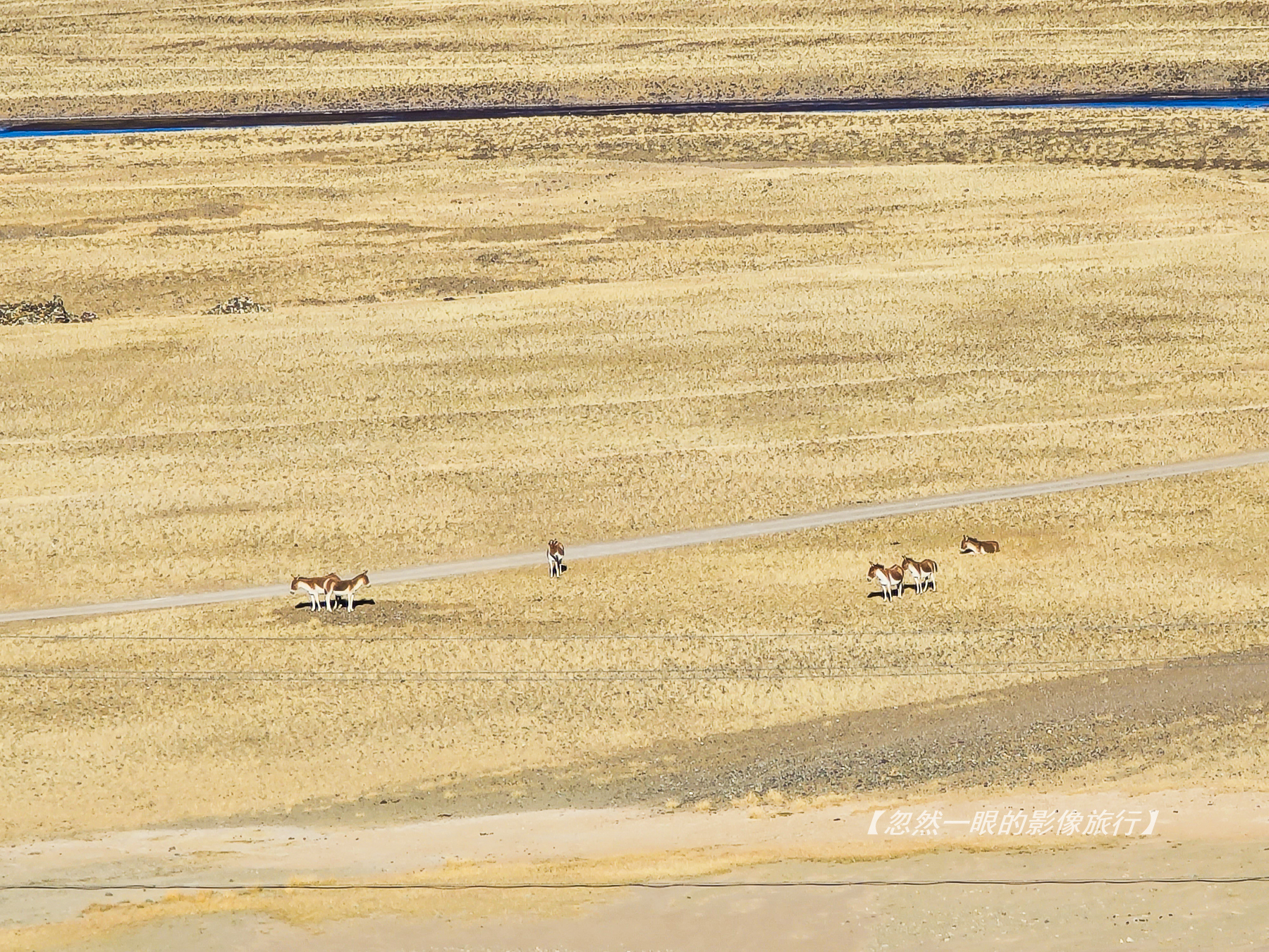 阿里无人区野狼出没,阿里无人区狐狸