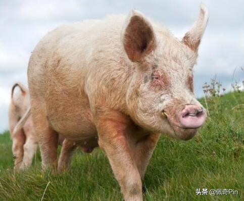 夏季到来，如何在高温季节保证*猪种**精液品质？