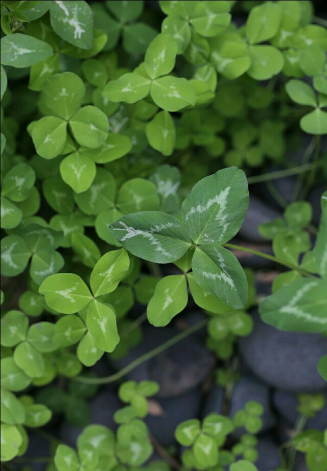 植物图鉴素材图,植物图鉴紫罗兰