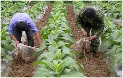 2020清远农业补贴一览表,农村老干部补贴新政策2020