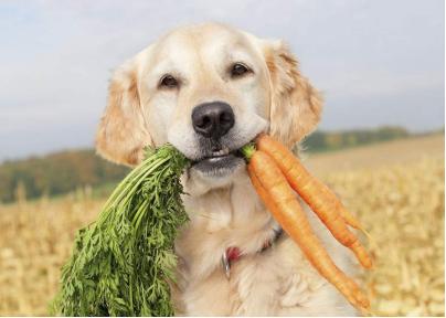 狗狗生理常识各位铲屎官都知道吗,生殖功能怎么保护