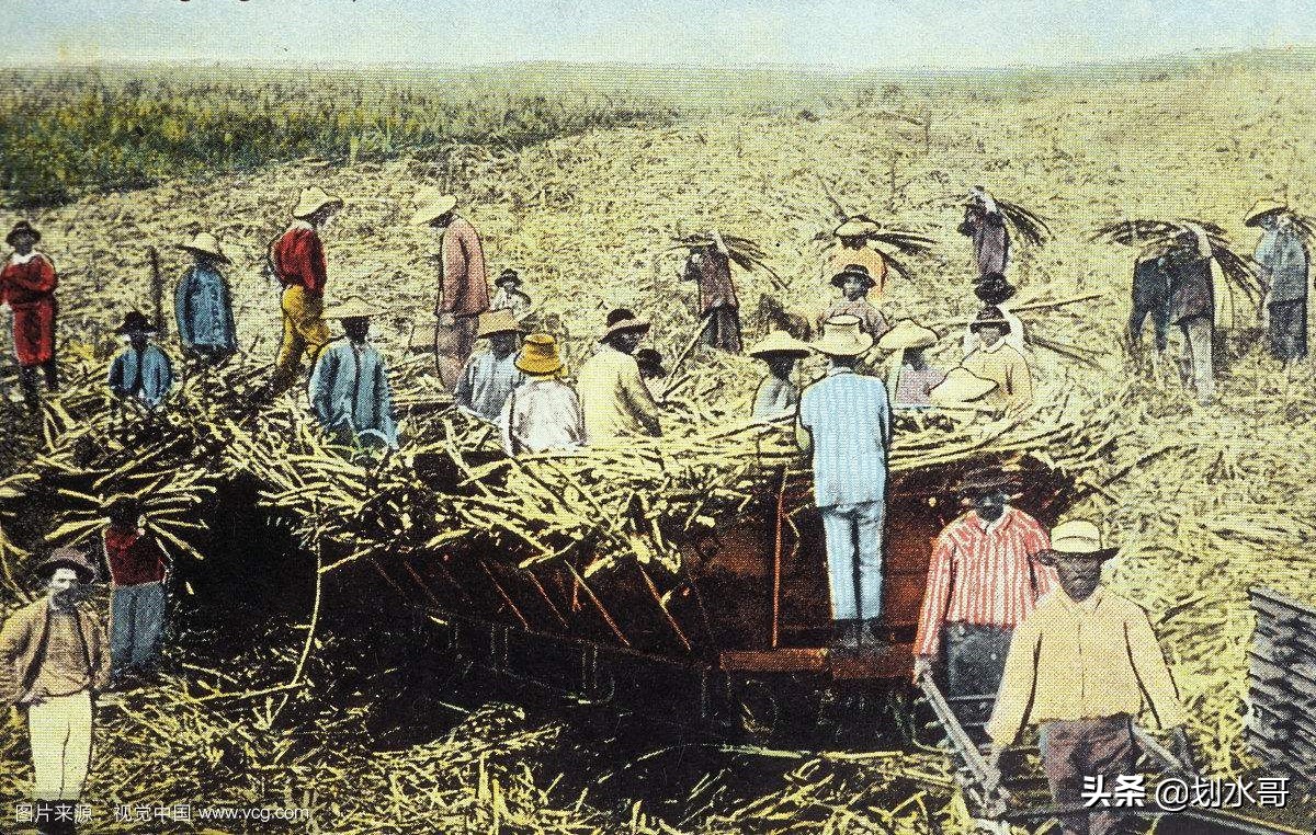 黄金和糖带来的美国第五十个州——被国际贸易影响的夏威夷