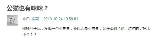 公猫可以有多个乳房吗,公猫也长乳房吗