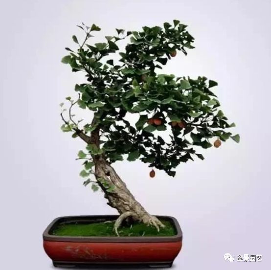 48种绝世盆景,绝世惊艳之作