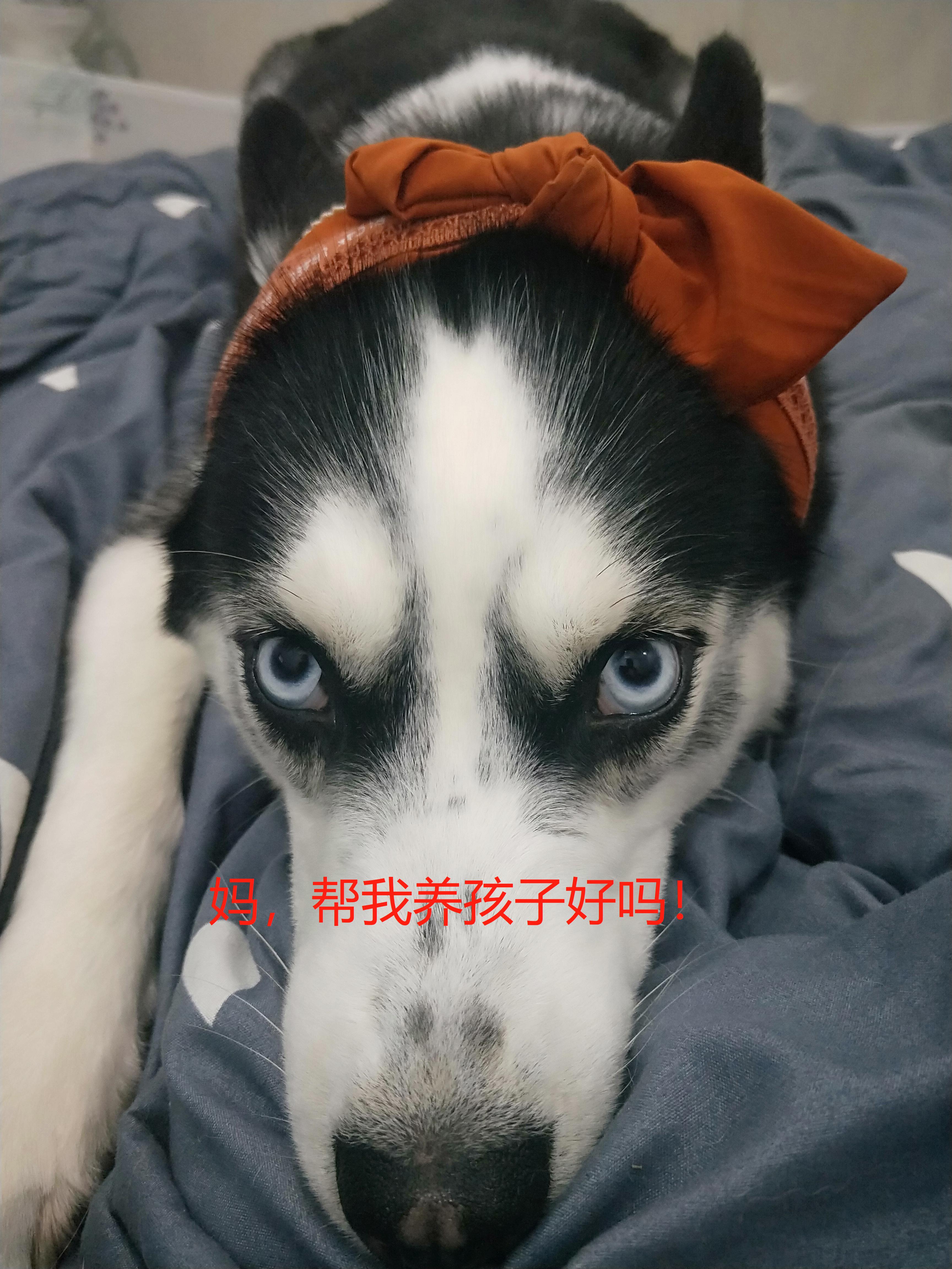 母狗没交配突然怀孕了？铲屎官表示操心啊。