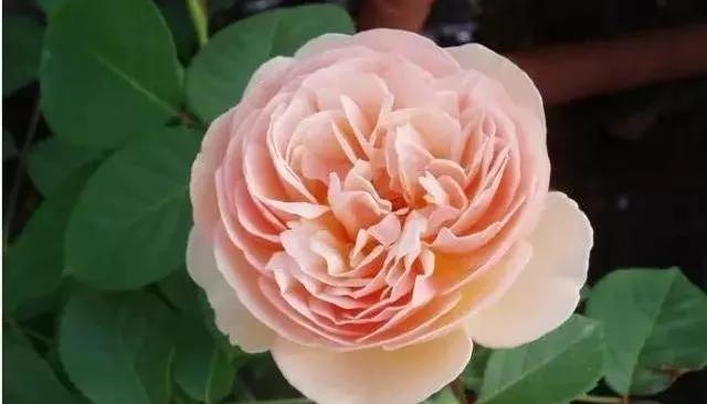 一万年一次的2020520;一起认识100种玫瑰~别送错啊