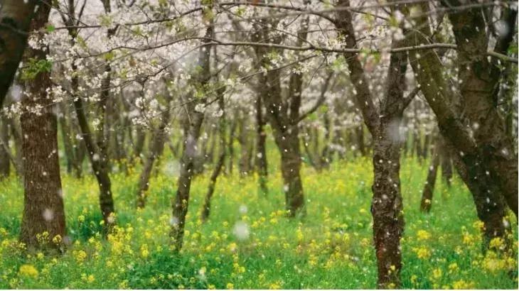 去日本观赏樱花最佳去哪个岛,去日本观赏樱花可能去什么岛