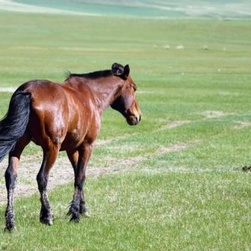 农家肥是猪粪好还是兔粪,农家粪肥推荐
