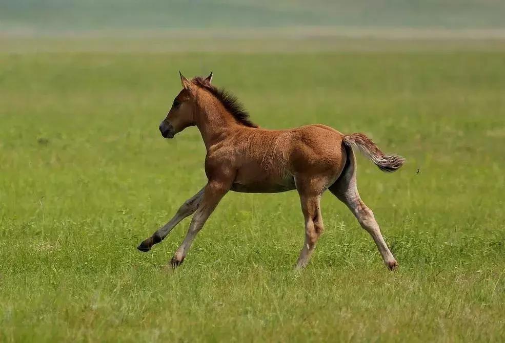 养男孩，6岁后为什么妈妈要“退位”？