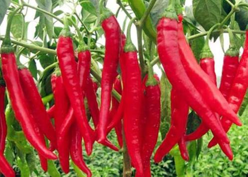 中医减肥方法有哪几种,中医科学减肥方法有几种