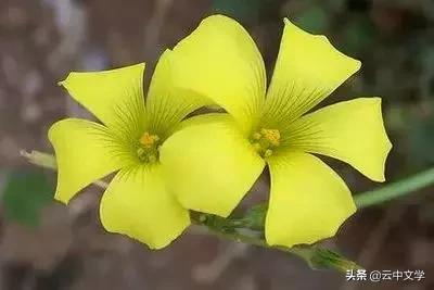 花语大全100种花图片,100种花的花语太全了