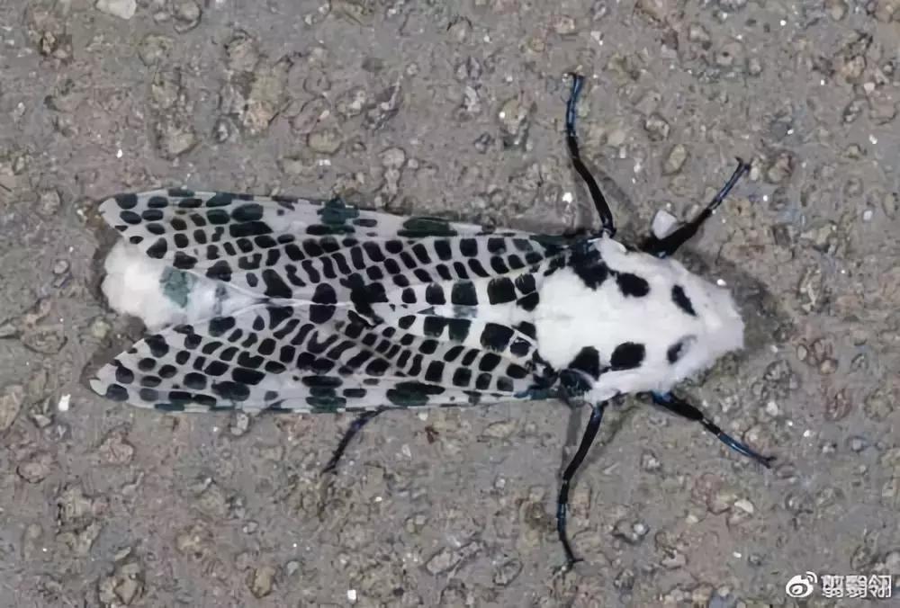 柑橘树的土壤里的虫用什么药,柑橘生长过程中主要有哪些病虫害