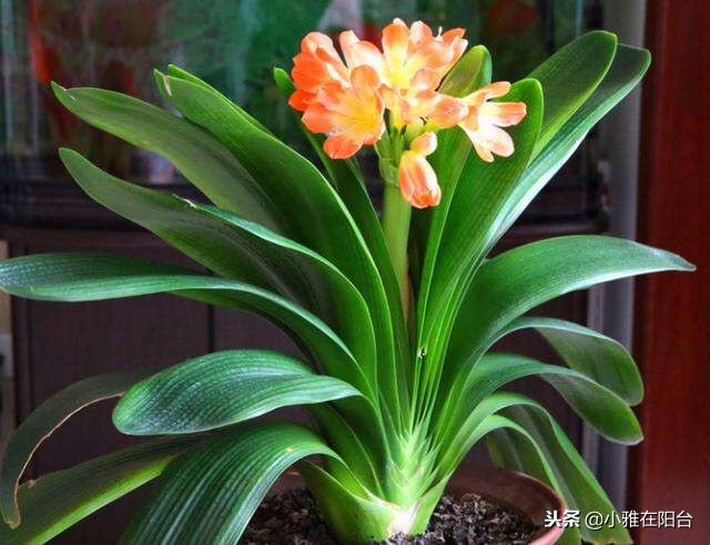 君子兰不开花用什么方法才能开花,君子兰长得太茂盛不开花怎么办