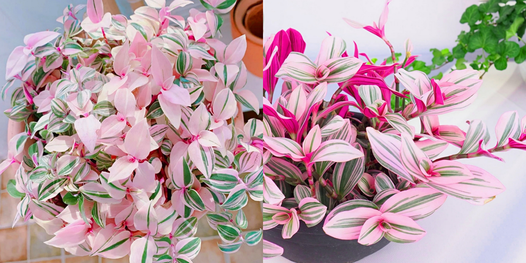 好看又好养的盆花,人养花也养人