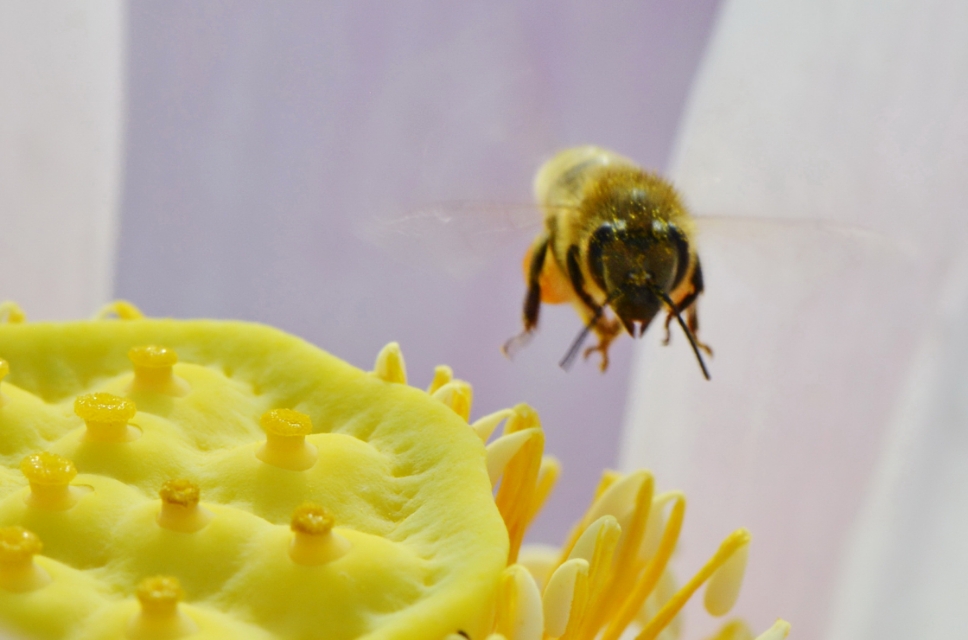 蜜蜂的美丽高清图片大全,蜜蜂高清照