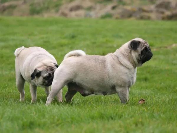 狗狗的肛门腺有什么用，需要挤吗？