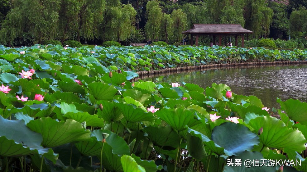 澶忚嚦宸茶嚦鑽疯姳鏅偣 (澶忚嚦宸茶嚦閭ｅ氨蹇樺嵈鐐庣儹鍘昏祻鑺卞惂)