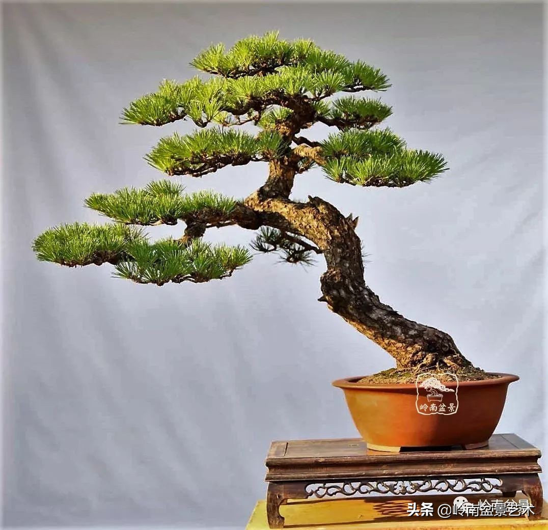 寒松纵老风骨在——赏松杂谈