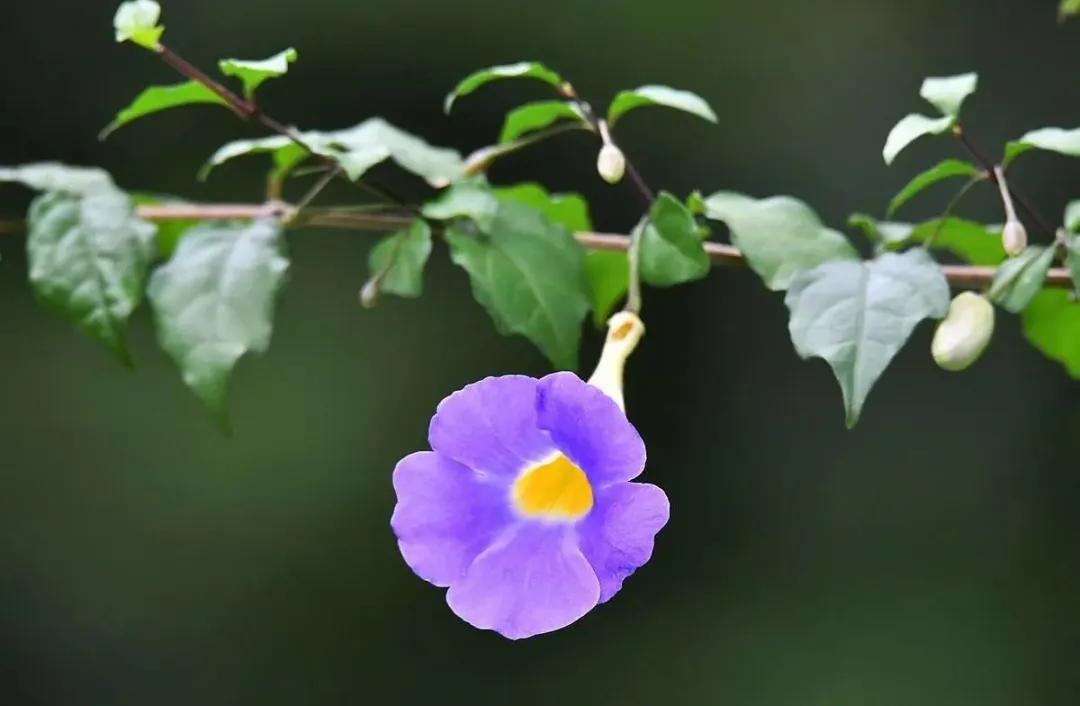 蓝紫色花系植物,蓝紫色系花境植物