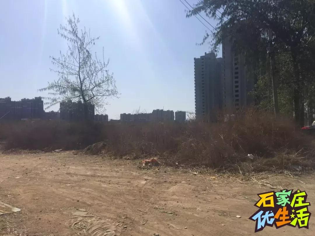 夹缝里生存,夹缝中生存