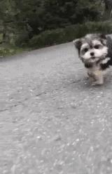 可爱呆萌的小奶狗视频,可爱可奶呆萌的小奶狗