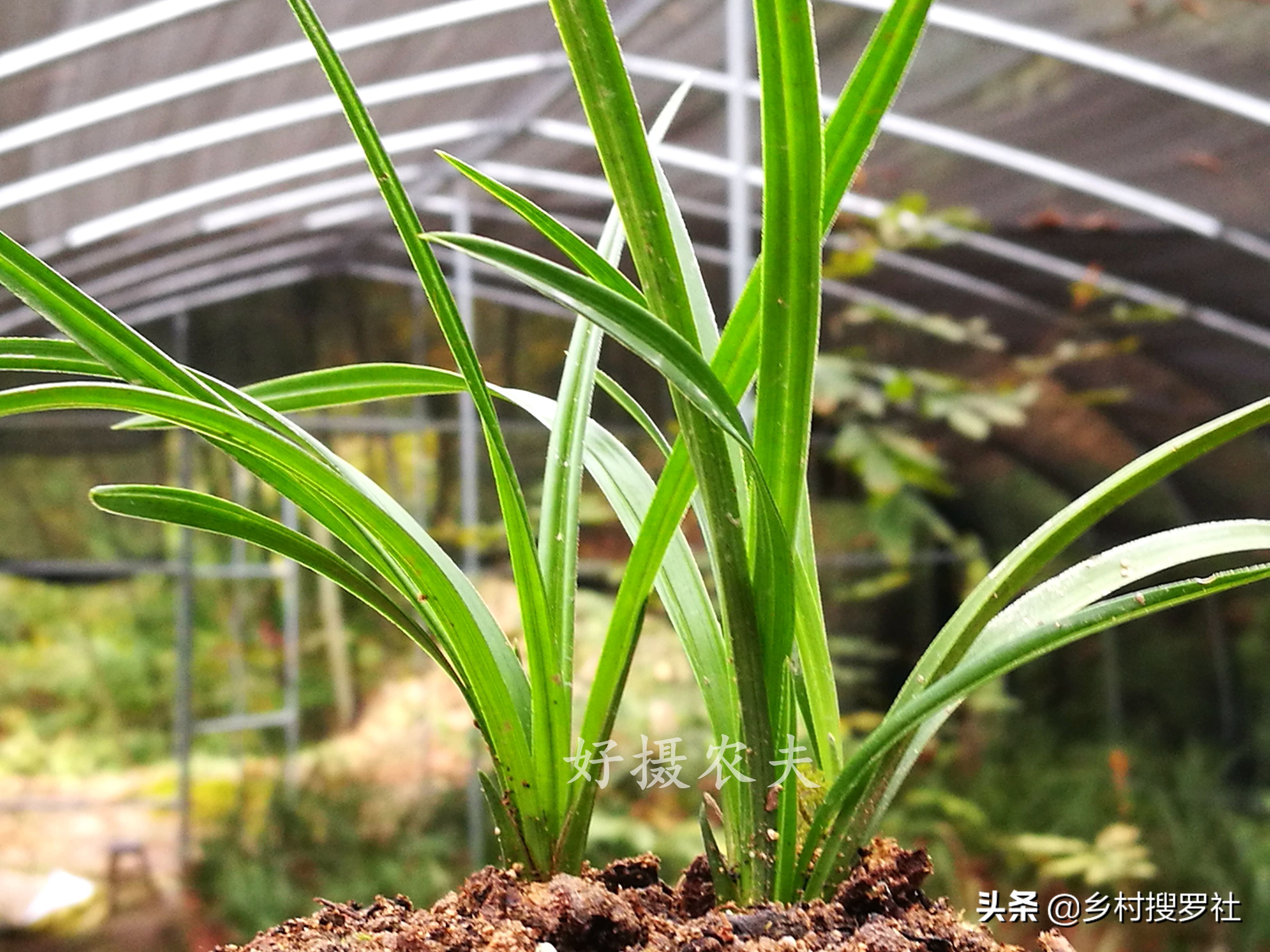 种植兰花应注意哪些问题视频,种植兰花注意什么问题和细节