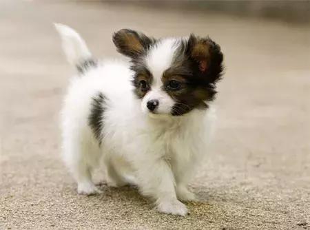 乖巧可爱的柴犬狗品种大全,爱蹦迪的柴犬狗品种有哪些