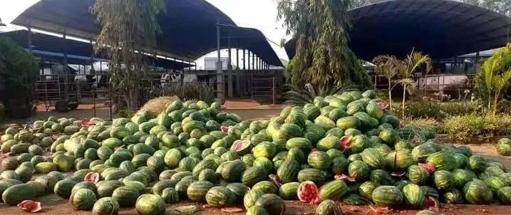 疫情之下中缅西瓜交易市场,缅甸西瓜最新消息