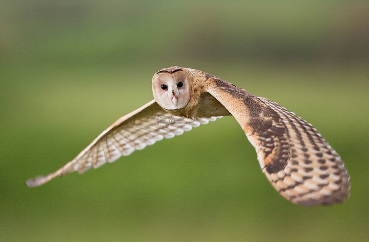 东江揽胜:收集常见鸟类图谱之猛禽篇,摄鸟人自留地,建议收藏