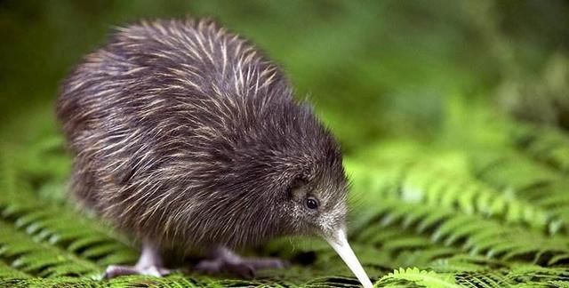 说它是鸟，却没有翅膀和尾巴，说它是兽，却只有两条腿，是啥奇葩