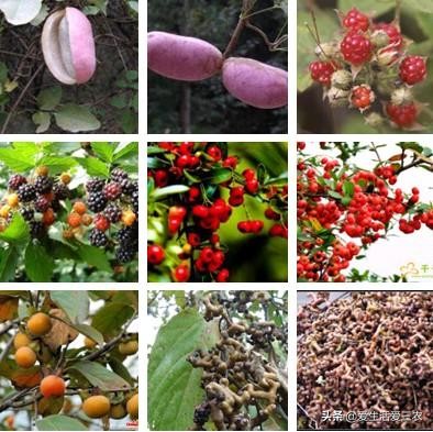 吃过这八种野果说明你真是农村人,农村常见的八种野果你吃过几种