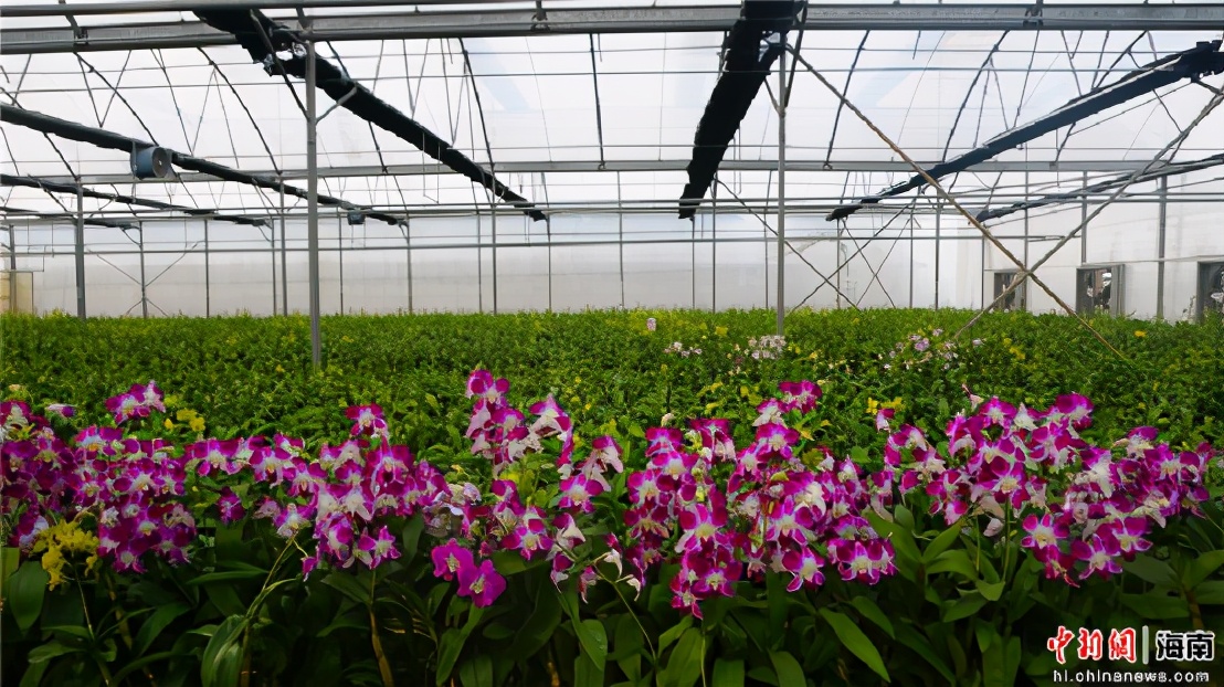 过年期间海南攻略,海南旅游过年攻略视频教程