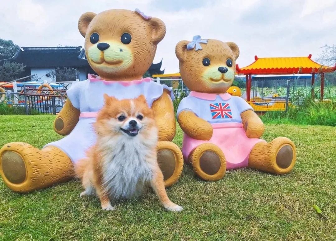 2022年上海遛狗圣地,2021上海遛狗圣地