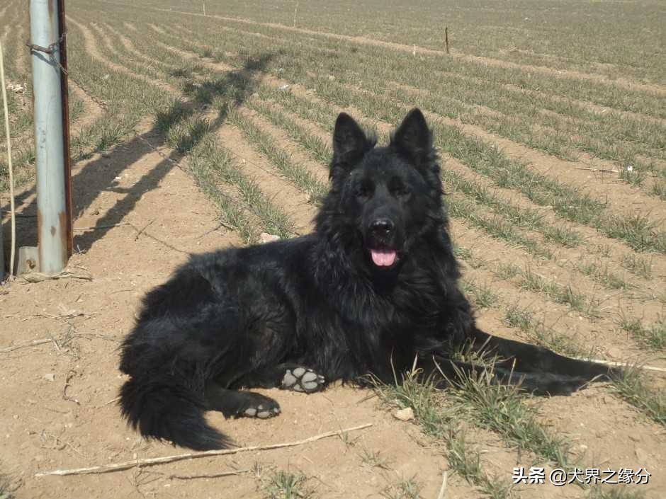 东北人喜欢养的大型犬,东北常见的犬种
