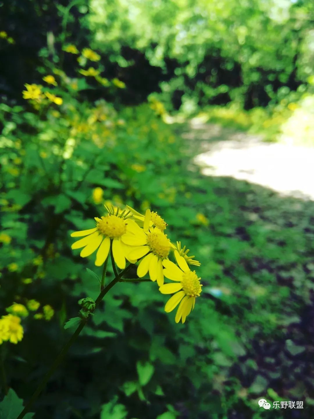 「乐野求生课」6月22重庆游龙山徒步越野报名