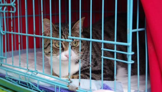 刚养猫怎么防止猫咪抓人,刚到家的小猫喜欢咬人